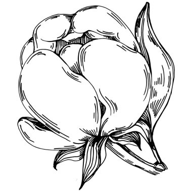 Şakayık çiçeği. Çiçekli botanik çiçeği. İzole illüstrasyon elementi. Arkaplan, doku, ambalaj deseni, çerçeve veya kenar çizimi için vektör el.