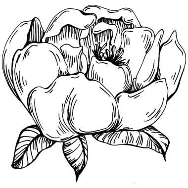 Şakayık çiçeği. Çiçekli botanik çiçeği. İzole illüstrasyon elementi. Arkaplan, doku, ambalaj deseni, çerçeve veya kenar çizimi için vektör el.