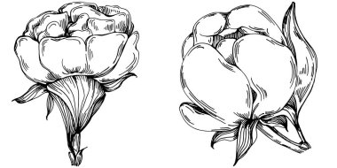 Şakayık çiçeği. Çiçekli botanik çiçeği. İzole illüstrasyon elementi. Arkaplan, doku, ambalaj deseni, çerçeve veya kenar çizimi için vektör el.