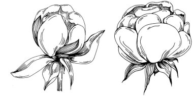 Şakayık çiçeği. Çiçekli botanik çiçeği. İzole illüstrasyon elementi. Arkaplan, doku, ambalaj deseni, çerçeve veya kenar çizimi için vektör el.