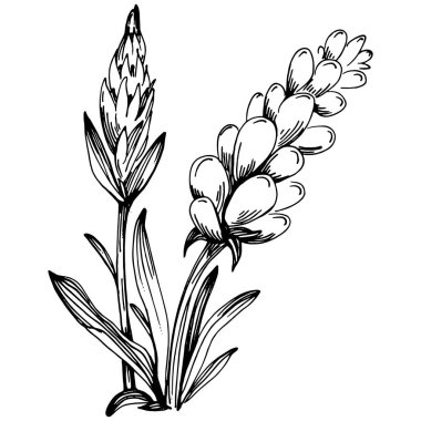 Lavanta yalıtılmış çizim çizimi. Düğün otu, bitki ya da davetiye için zarif yapraklı monogram için el yapımı unsur tarih kartı tasarımını kaydet. Botanik kırsal trend yeşilliği.