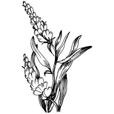 Lavanta yalıtılmış çizim çizimi. Düğün otu, bitki ya da davetiye için zarif yapraklı monogram için el yapımı unsur tarih kartı tasarımını kaydet. Botanik kırsal trend yeşilliği.