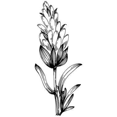 Lavanta yalıtılmış çizim çizimi. Düğün otu, bitki ya da davetiye için zarif yapraklı monogram için el yapımı unsur tarih kartı tasarımını kaydet. Botanik kırsal trend yeşilliği.