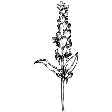 Lavanta yalıtılmış çizim çizimi. Düğün otu, bitki ya da davetiye için zarif yapraklı monogram için el yapımı unsur tarih kartı tasarımını kaydet. Botanik kırsal trend yeşilliği.