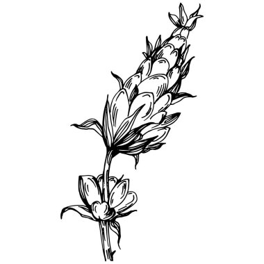 Lavanta yalıtılmış çizim çizimi. Düğün otu, bitki ya da davetiye için zarif yapraklı monogram için el yapımı unsur tarih kartı tasarımını kaydet. Botanik kırsal trend yeşilliği.