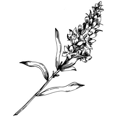 Lavanta yalıtılmış çizim çizimi. Düğün otu, bitki ya da davetiye için zarif yapraklı monogram için el yapımı unsur tarih kartı tasarımını kaydet. Botanik kırsal trend yeşilliği.