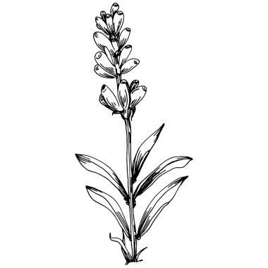 Lavanta yalıtılmış çizim çizimi. Düğün otu, bitki ya da davetiye için zarif yapraklı monogram için el yapımı unsur tarih kartı tasarımını kaydet. Botanik kırsal trend yeşilliği.