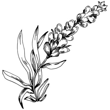 Lavanta yalıtılmış çizim çizimi. Düğün otu, bitki ya da davetiye için zarif yapraklı monogram için el yapımı unsur tarih kartı tasarımını kaydet. Botanik kırsal trend yeşilliği.