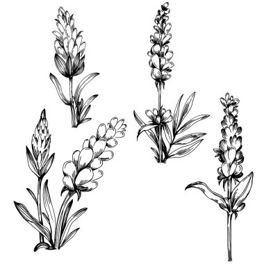 Lavanta yalıtılmış çizim çizimi. Düğün otu, bitki ya da davetiye için zarif yapraklı monogram için el yapımı unsur tarih kartı tasarımını kaydet. Botanik kırsal trend yeşilliği.