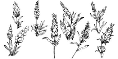 Lavanta yalıtılmış çizim çizimi. Düğün otu, bitki ya da davetiye için zarif yapraklı monogram için el yapımı unsur tarih kartı tasarımını kaydet. Botanik kırsal trend yeşilliği.