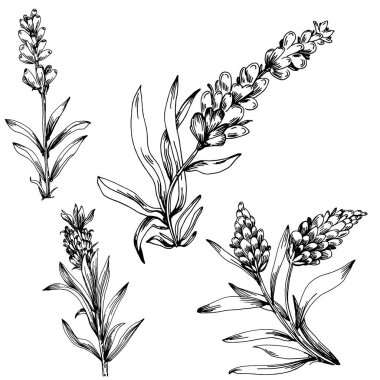 Lavanta yalıtılmış çizim çizimi. Düğün otu, bitki ya da davetiye için zarif yapraklı monogram için el yapımı unsur tarih kartı tasarımını kaydet. Botanik kırsal trend yeşilliği.