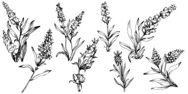 Lavanta yalıtılmış çizim çizimi. Düğün otu, bitki ya da davetiye için zarif yapraklı monogram için el yapımı unsur tarih kartı tasarımını kaydet. Botanik kırsal trend yeşilliği.