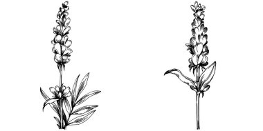 Lavanta yalıtılmış çizim çizimi. Düğün otu, bitki ya da davetiye için zarif yapraklı monogram için el yapımı unsur tarih kartı tasarımını kaydet. Botanik kırsal trend yeşilliği.