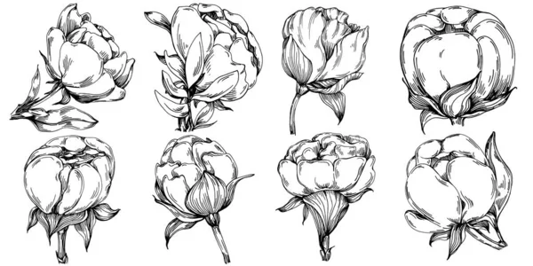 Пионский Цветок Цветочный Ботанический Цветок Изолированный Элемент Иллюстрации Векторный Ручной — стоковый вектор