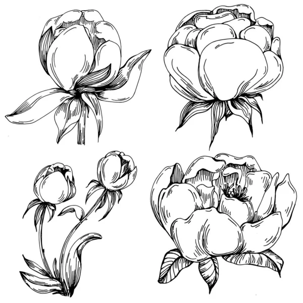 Квітка Півонії Квіткова Ботанічна Квітка Ізольований Елемент Ілюстрації Векторний Малюнок — стоковий вектор