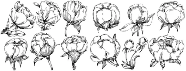 牡丹の花 花の植物の花 孤立したイラスト要素 テクスチャ ラッパーパターン フレームまたは境界線のためのベクトル手描きの野花 — ストックベクタ