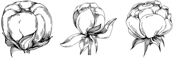 Şakayık Çiçeği Çiçekli Botanik Çiçeği Zole Illüstrasyon Elementi Arkaplan Doku — Stok Vektör