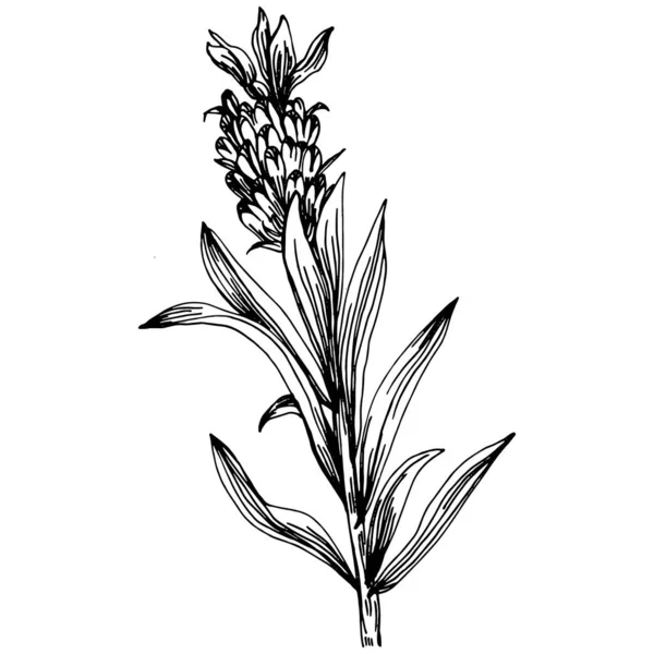 Lavendel Isolierte Skizzenillustration Handgezeichnetes Element Für Hochzeitskraut Pflanze Oder Monogramm — Stockvektor