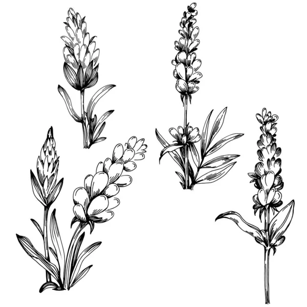 Lavanda Isolado Desenho Ilustração Elemento Desenhado Mão Para Ervas Casamento imagem vetorial de AcantStudio© 507381804