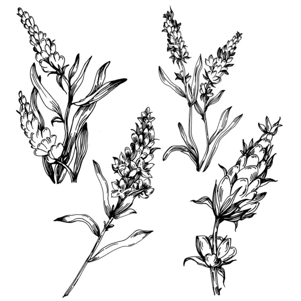 Lavendel Geïsoleerde Schets Illustratie Handgetekende Element Voor Bruiloft Kruid Plant — Stockvector