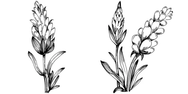 Lavendel Isolierte Skizzenillustration Handgezeichnetes Element Für Hochzeitskraut Pflanze Oder Monogramm — Stockvektor