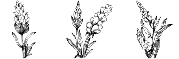 Lavendel Isolierte Skizzenillustration Handgezeichnetes Element Für Hochzeitskraut Pflanze Oder Monogramm — Stockvektor