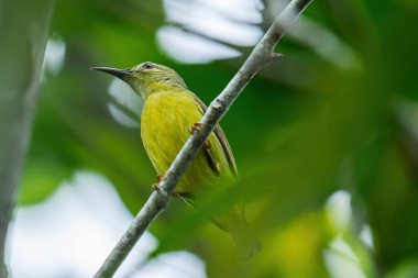 Dişi, sade güneş kuşu, zeytin yeşili tüyleriyle, yemyeşil yapraklar ve doğal ışık ile çevrili bir ağaç dalına tünemiş, dingin bir vahşi yaşam anı yaratıyor.