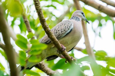 Benekli güvercin, aynı zamanda streptopelia chinensis olarak da bilinir, bir ağaç dalında sessizce dinlenir, çevresini gözlemler ve canlı yeşil yapraklara karışır.