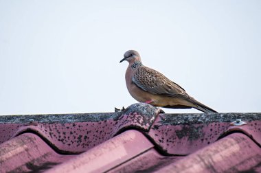 Görüldü güvercin kentsel yaşam alanının tadını çıkarırken, berrak gökyüzüne karşı dokulu kırmızı bir çatıda sakince dinleniyor, tüylerini ve vahşi doğasını sergiliyor.