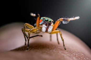 Vibrantly colored jumping spider with large eyes and raised forelegs perched on human skin in extreme close-up, revealing intricate hairs, patterns and tiny textures