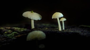 Orman zemininde parlayan küçük biyoluminesens mantarlar, yosun ve çürüyen ahşap üzerine yumuşak, sihirli ışık saçıyor, hassas mantar detaylarını ve gece harikalarını yakalıyor.