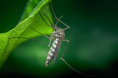 Aedes aegypti mosquito hangs upside down from a vibrant green leaf covered with dew drops, representing the presence of disease-carrying insects in nature and the potential health risks