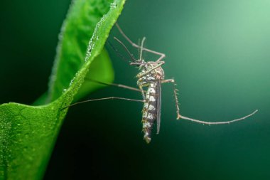 Su damlacıklarıyla kaplı canlı yeşil bir yaprağın üzerinde dinlenen sivrisinek, vücudunun ve hortumlarının karmaşık detaylarını gösteriyor, doğadaki varlığını vurguluyor.