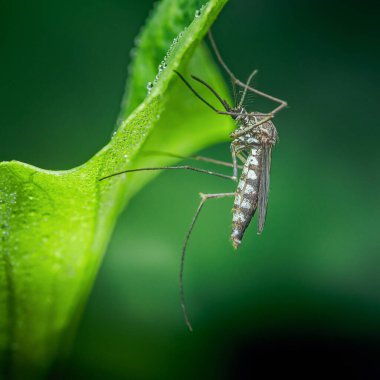 Sivrisinek desenli bacakları ve canlı yeşil bir yaprağın üzerinde barınak bulan, küçük su damlacıklarıyla kaplı, doğal habitatında böcek bakımı yapan sivrisinek.