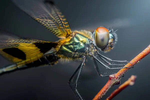Şeffaf kanatları olan bir yusufçuğun yakın çekimi, bir dala tünemesi, karmaşık detaylarını ve doğal bir ortamda canlı renklerini gözler önüne seriyor.