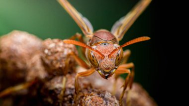 Kameraya bakan kağıt eşekarısı yuvasına tünemiş, karmaşık bileşik gözleri ve yüzeysel alan makro sunumunda detaylı yüz özelliklerini vurguluyor.