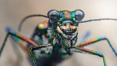 Bu etobur böceğin canlı metalik yeşil, mavi ve turuncu renklerine yakın mesafeden vurgu yapan çarpıcı, yanardöner dış iskeletini ve karmaşık özelliklerini gösteren kaplan böceği.