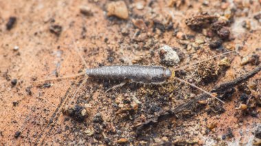 Karakteristik anten ve segmentli gövde gösteren gümüşbalığı böceği, kahverengi toprak ve küçük enkaz dokulu bir yüzeyde sürünerek, istila ve haşere kontrolü kavramlarını vurguluyor.