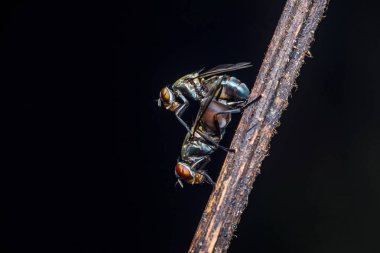 İki metalik yeşil şişe sineği desenli kahverengi bir dal üzerinde üreme eylemine girişiyor ve koyu bir arka plana karşı içgüdüsel doğal davranış sergiliyorlar.