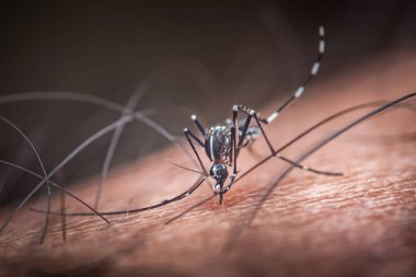 Sivrisinekler insan derisinden beslenir, hortumları yüzeyi delip geçer, böcek ilaçlama sorunlarını, kan yoluyla bulaşan hastalıkları ve halk sağlığı endişelerini temsil eder.