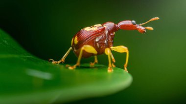 Zürafa buğday biti, trakeophorus zürafa, kendine özgü uzun boynu ve sarı bacakları olan eşsiz kırmızı bir böcek, canlı yeşil bir yaprak üzerinde dinleniyor, alışılmadık anatomisini ve doğal yaşam alanını sergiliyor.
