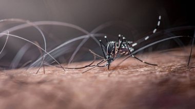 Aedes aegypti sivrisineği insan derisi üzerinde, hortumlar beslenmeye hazır; yakın çekim makrosu kılları, kanatları ve bu hastalık taşıyan taşıyıcının ısırmaya ve kan almaya hazır olan detaylarını gösteriyor