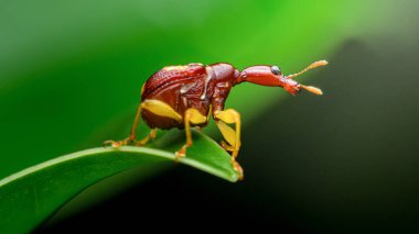 Zürafa buğday biti böceği kendine özgü uzamış boynunu ve sarı bacaklı kırmızımsı kahverengi vücudunu doğal bir çevrede canlı yeşil bir bitki yaprağına tünemiş.