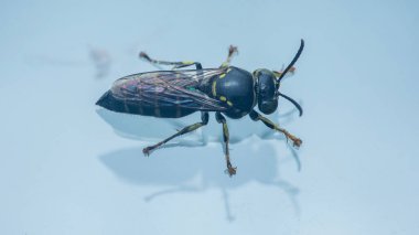 Eşek arısı açık bir yüzeyde duruyor. Siyah ve sarı gövdesi soluk arkaplanla çelişiyor. Hassas kanatlarını ve segmentli böcekbilimini vurguluyor.