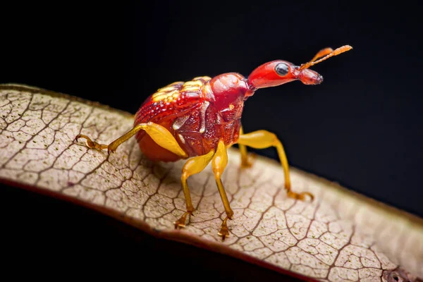 Zürafa buğday biti (trachelophorus giraffa) kendine özgü uzun boynu ve parlak kırmızı vücudu ile sarı işaretli koyu arkaplan üzerinde duran kuru bir yaprak.