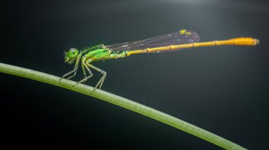 Genç kız sineği, canlı yeşil ve sarı, ince yeşil çimen sapı üzerinde sabırla dinleniyor koyu bir arka plan karşı, karmaşık detaylar sergiliyor makro bir görünümde