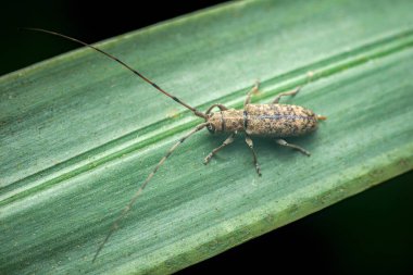 Parlak yeşil bir yaprağın üzerinde dinlenen kendine özgü uzun antenli uzun boynuzlu böcek, dokulu vücudunu ve böcek detaylarını yakın bir habitat görünümünde sergiliyor.