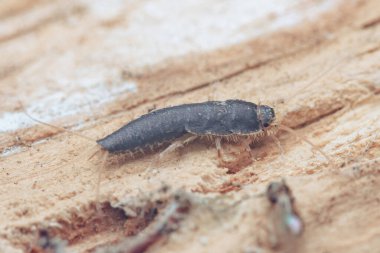Gümüşbalığı (lepisma saccharinum), tipik morfolojisini, antenini ve bacaklarını bu yaygın ev hayvanını ön plana çıkaran yakın çekim görüntüsünde gösteren ahşap bir arka planda görünür.