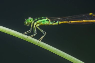 Yeşil bir bitki gövdesinde dinlenen küçük kız sineği, narin gövdesi ve karmaşık kanat yapısı koyu bir arkaplan karşısında ayrıntılı makro bir görünüm yakaladı.