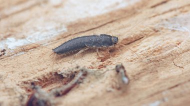 Yıpranmış odunlarda sürünen gümüşbalığı, yakın çekim pulları ve antenler, kapalı alanda böcek istilası, ev içi hasar riski, ve haşere kontrolü ihtiyacı.